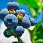 Top 10 Superfoods to Boost Your Immune System